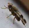 Tephritis formosa